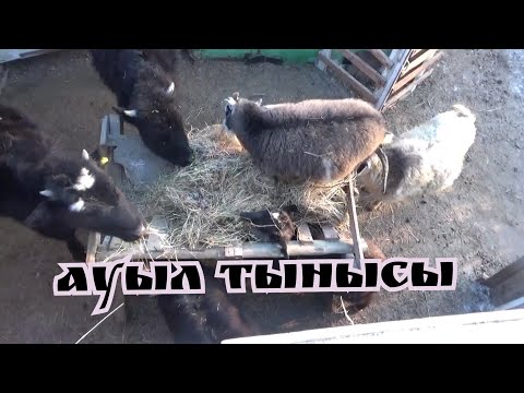 Видео: Малдарды жайлау, 1 ауыл даббро Жезқазған