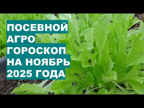 Видео: Секретные Дни НОЯБРЯ 2025 для Супер Урожая Зелени!
