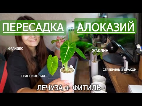 Видео: Пересадка Алоказий в Лечузу на автополив