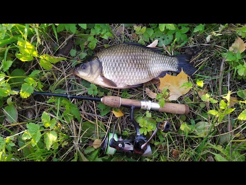Видео: #284 #Наноджиг | Толстые осенние караси и немного ротана |