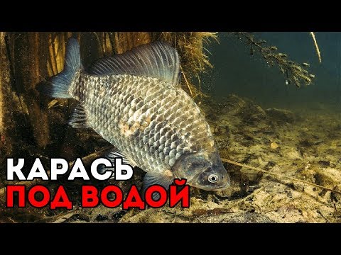 Видео: КОРМЛЕНИЕ КАРАСЕЙ В ПРУДУ | ЧЕМ КОРМИТЬ РЫБ ? #2