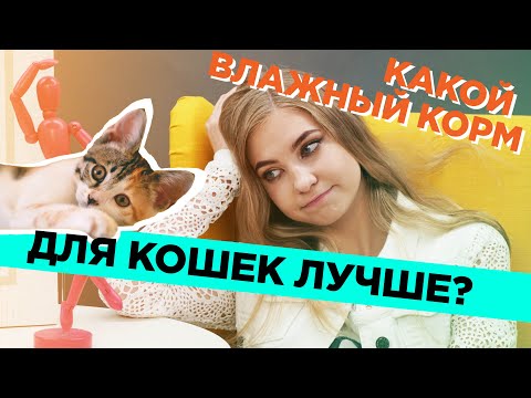 Видео: Какой влажный корм для кошек лучше?