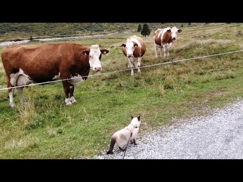 Видео: С котом в горы Bio Video 😸🐮Sportgastein