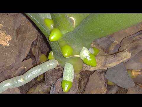 Видео: ПРОДОЛЖАЮ орхидеи ОПРЫСКИВАТЬ! корни ПРУТ! листья СИЯЮТ! орхидеи ОЖИВАЮТ после этого полива!