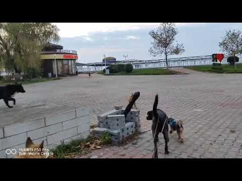 Видео: Вы только посмотрите как нас много😁Прогулки с большой компанией 