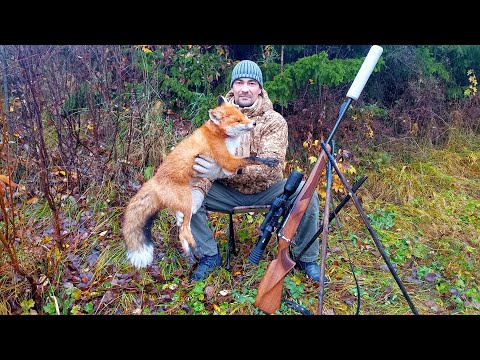 Видео: ОХОТА НА ЛИСУ НОЧЬЮ У ПРИВАДЫ / ЛОСЬ 145 + ЦИФРОВОЙ ПРИЦЕЛ Tube TD 50L / НОЧНАЯ ОХОТА НА ХИЩНИКА.