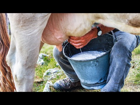 Видео: Через сколько часов после отела доить корову? И почему я не спешу с дойкой?