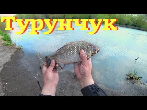 Видео: Рыбалка На Турунчуке, 10 Апреля 2020. Макушатник в деле ) Сильный ветер и карась на червя )