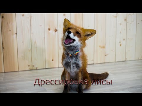 Видео: Дрессировка  лисы.  Азы дрессировки лисят.🦊