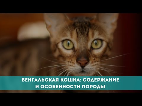 Видео: Бенгальская кошка: содержание и особенности породы