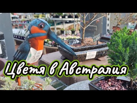 Видео: Магазин за цветя в Австралия 🌺 Sydney 2025🌺