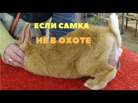 Видео: Как заставить самку крольчихи прийти в охоту