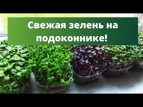 Видео: ОГОРОД НА ПОДОКОННИКЕ: от зелени до помидорок | Посадка зелени дома