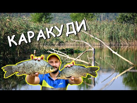 Видео: КАРАКУДИ на ДИВ ВОДОЕМ - РИБОЛОВ на ПЛУКВА с ЖИТО и ЦАРЕВИЦА