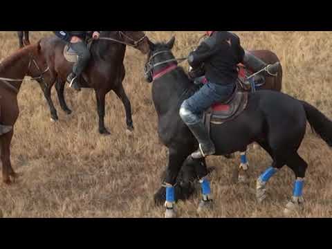 Видео: Көкпар Мақтарал ауданы Қошқар ағамыздың бата алу көкпар тойы 26.11.2019 ж. (1-бөлім)