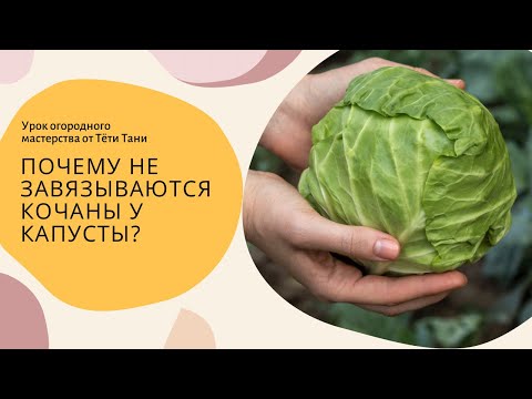 Видео: 919. Заставьте капусту завить кочан...