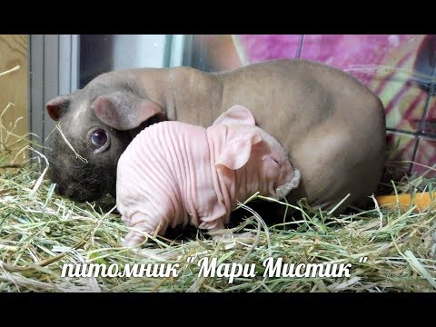 Видео: СЮРПРИЗ ! СВИНКА СКИННИ АЛЬБИНОС #БЕЛАЯСВИНКАСКИННИАЛЬБИНОС( ПИТОМНИК "МАРИ МИСТИК" )
