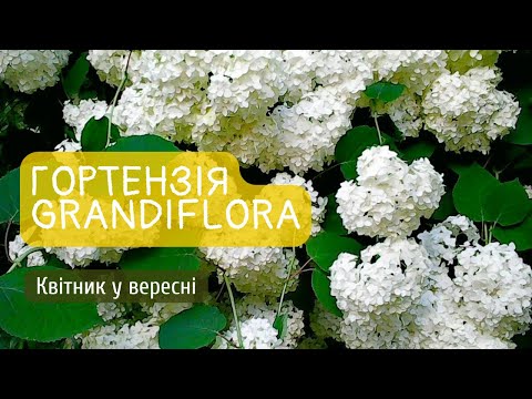 Видео: Гортензія Grandiflora. Квітник у вересні