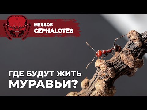 Видео: НОВЫЙ ФОРМИКАРИЙ ДЛЯ АФРИКАНСКИХ ГИГАНТОВ | Giant African harvester ant | Messor cephalotes
