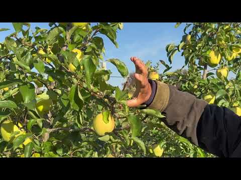Видео: От зимней прививки до физиологии развития и обрезки  деревьев яблони 