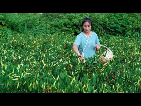 Видео: Сбор пули перца! Он выглядит молочно-белым, но на вкус горячий!
