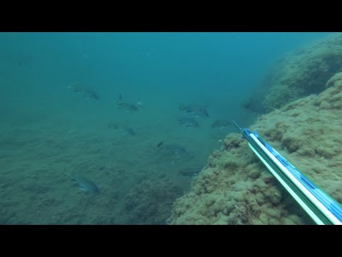 Видео: Горбыли. Странный луфарь. Как всегда, не без промахов. Подводная охота в Черном море.