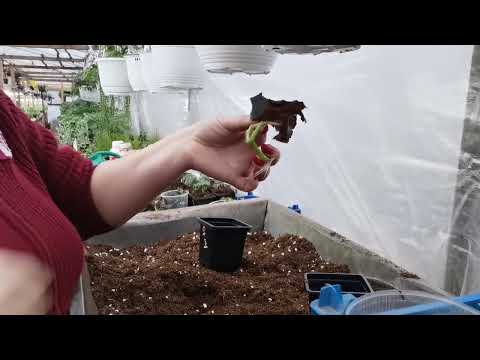 Видео: Бегония, пересадка, подкормка, формировка кустика.