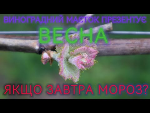 Видео: Весна.  Якщо завтра мороз