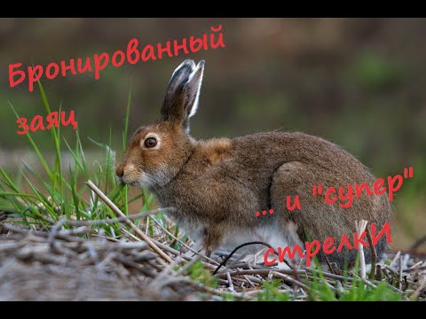 Видео: Охота с эстонской гончей на зайца 08.10.2022. Чернотроп