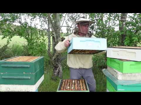 Видео: отбор и откачка рапсового меда
