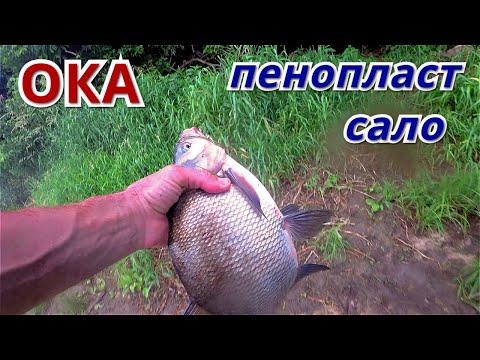 Видео: Рыбалка на ПЕНОПЛАСТ и САЛО. Донка и фидер на ОКЕ в июле 2021.