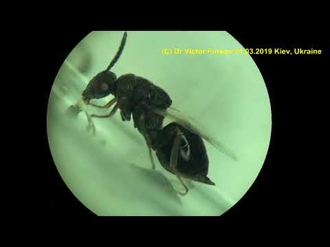 Видео: How Chalcid Wasp Eurytoma (Eurytomidae) grooming and feeding? Как Наездник Чистит Крылья и Кушает?