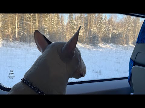 Видео: с БУЛЬТЕРЬЕРОМ на ласточке