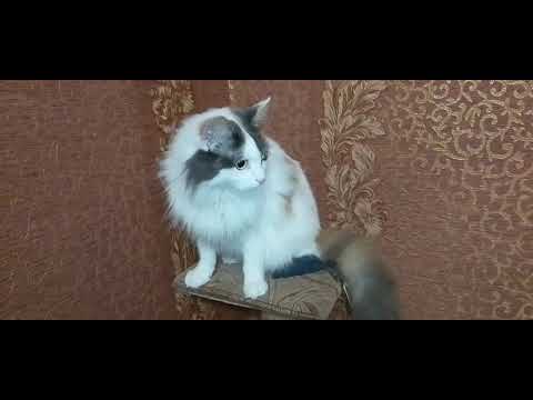 Видео: НОЧНОЙ ДВИЖ!🌄😻ЧЕМ ЗАНИМАЮТСЯ ДЕВЧАТА!?🙀😺