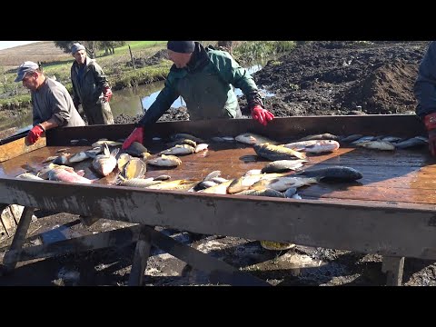 Видео: Зариблення ставка в с. Вільхівці