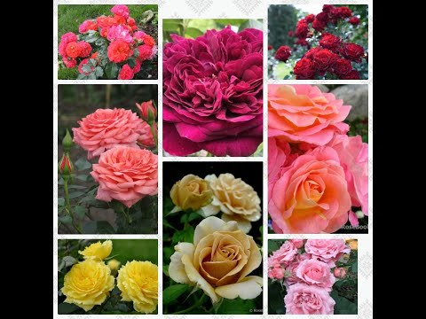 Видео: Черенкование роз.Подкормки роз при разных стадиях роста ,удочки у  роз.