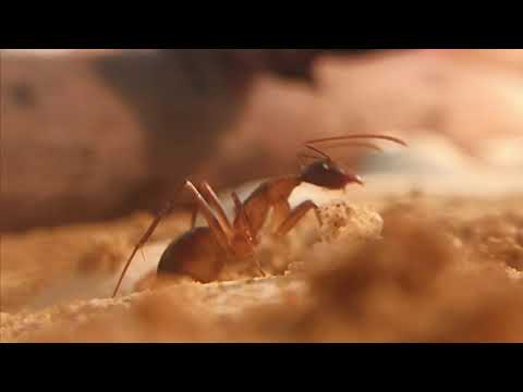 Видео: Camponotus fellah/Компанотус феллах. содержание.Рассказ о виде. часть 1