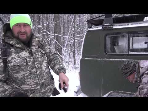 Видео: Охота на лося с лайками Удмуртского питомника