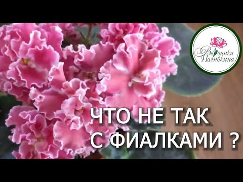 Видео: ПОЧЕМУ ФИАЛКА ЦВЕТЕТ НЕ ПО СОРТУ