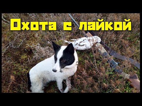 Видео: Охота на куропатку