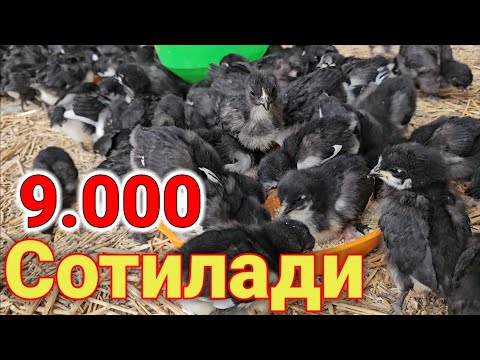 Видео: Кора товук жужалари сотилади