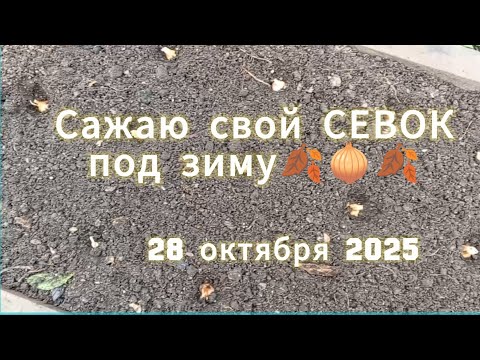 Видео: Сажаю Лук 🧅 под зиму/28 октября 2025