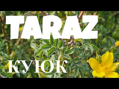 Видео: Тараз "ПИКНИК на КУЮК - 26 апреля 2025 #тараз #taraz #казахстан