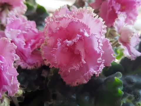 Видео: Фиалки! Фитоспорин, есть ли смысл его применять?