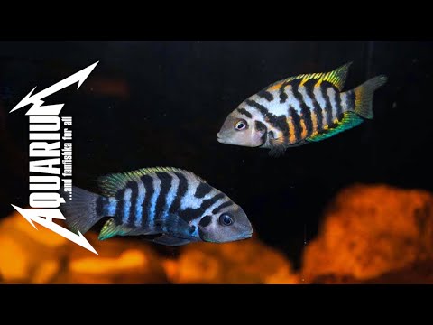 Видео: Цихлазома чернополосая - аквариумная зебра и все о ней!