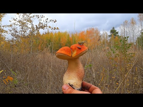 Видео: Вперёд по грибным местам!