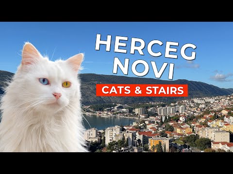 Видео: 🙀 Самые Благородные Коты Живут Здесь – Херцег-Нови, Черногория | Короткометражный Фильм о Кошках 4K