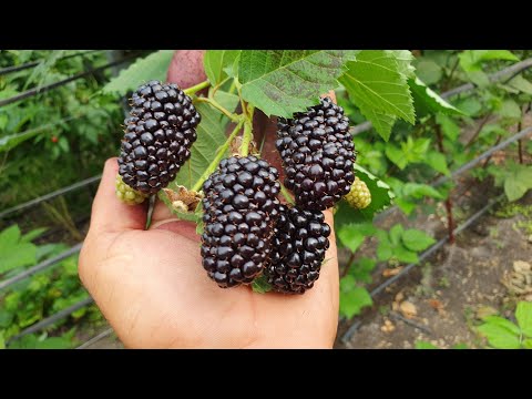 Видео: ОЧЕНЬ КРУПНАЯ ЕЖЕВИКА. Лучший ремонтантный сорт ежевики!!! Прай Арк Фридом