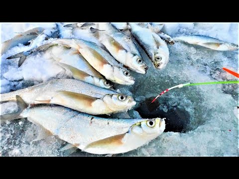 Видео: КРУПНАЯ САБЛЯ ГНЕТ КИВОК!!!! Зимняя рыбалка на чехонь