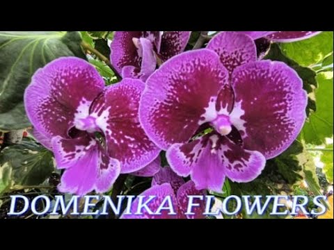 Видео: №1138/ СВЕЖИЕ красивые ОРХИДЕИ в с/ц DOMENIKA FLOWERS
